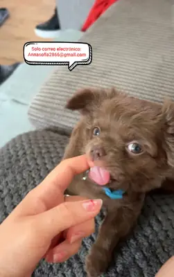 Cachorros de chihuahua en adopción