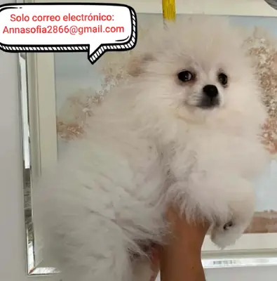 Pomerania blanca como la nieve en adopción