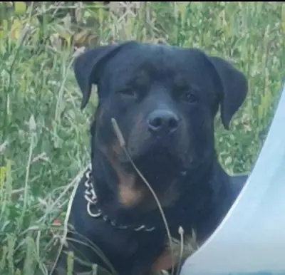 Busco hembra rottweiler 