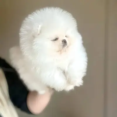 Cute Pomeranian puppies Available 