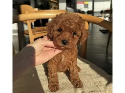 Коричневый той пудель, выращенный дома