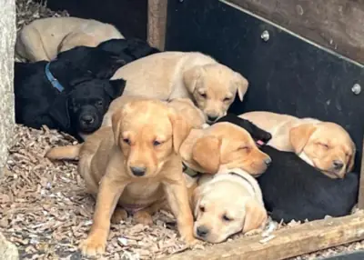 Adorable KC Labrador Puppies for Sale