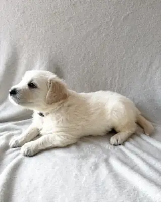 Golden Retriever Puppies — Ready from 3rd August