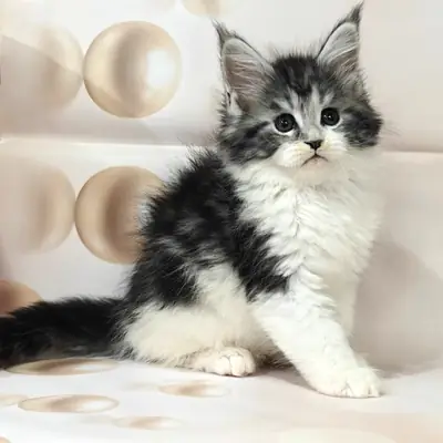 stunning female Maine Coon kitten