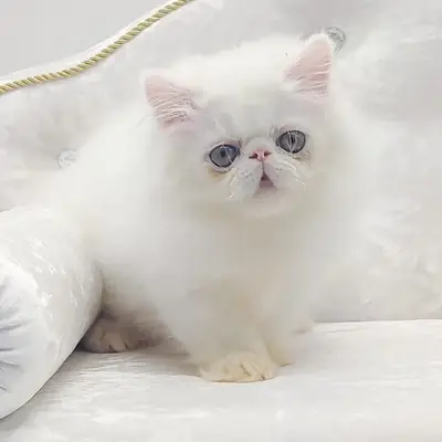 Persian kitten
