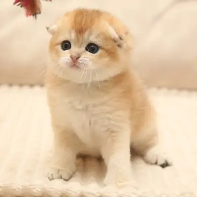 stunning Scottish Fold kitten