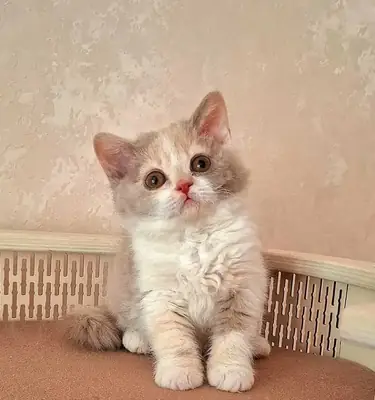 stunning Selkirk Rex kitten