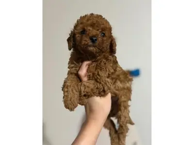 Коричневая самка пуделя для семьи