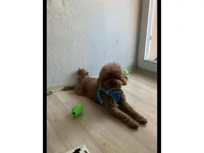 Дружелюбный коричневый пудель