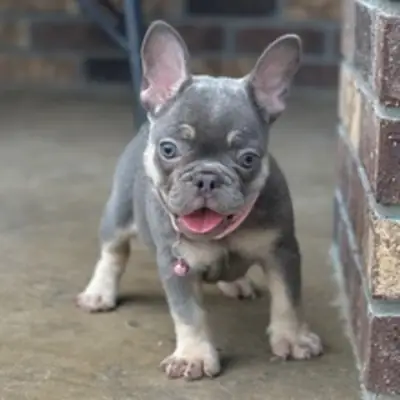 Adorable chiot Bouledogue français (bleu et feu) – Prêt à rejoindre sa nouvelle famille