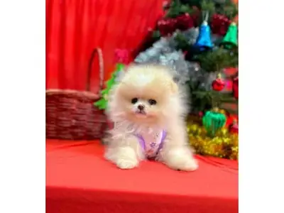 在家庭环境中成长的白色博美幼犬