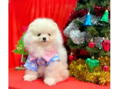 温顺的白色博美成年犬寻找新家庭