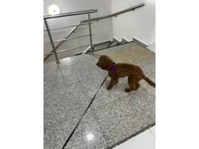 棕色玩具贵宾犬幼犬