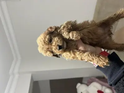 棕色贵宾犬母犬待领养