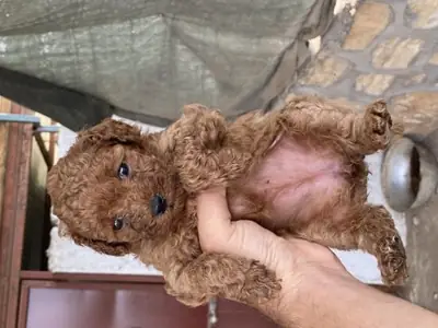 友好的棕色贵宾犬