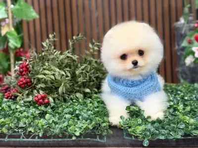 家庭陪伴成长的白色博美幼犬