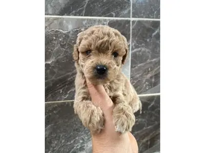 棕色玩具贵宾犬幼犬