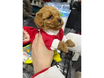 安静的棕色贵宾犬待领养