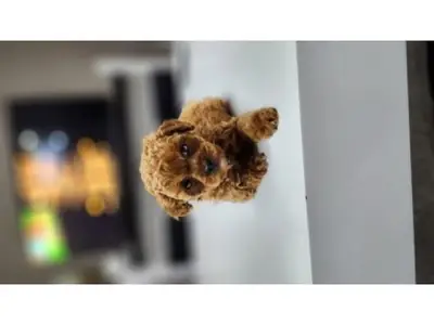 友善的棕色贵宾犬