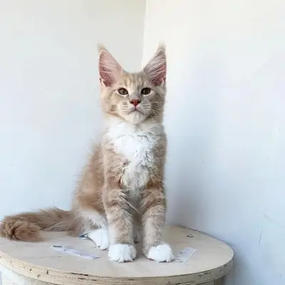Cute Maine coon kittens are looking for a home.