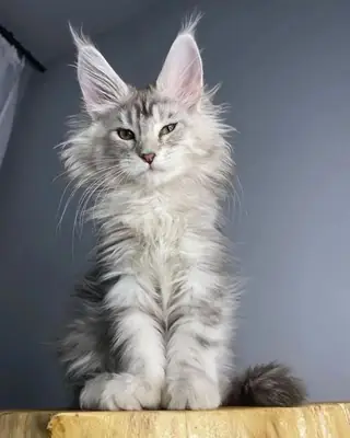 Adorable Maine coon kittens are looking for a home.