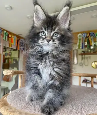 Healthy Maine coon kittens are looking for a home.
