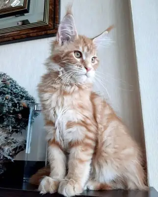 Playful Maine coon kittens are looking for a home.