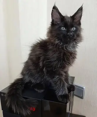 Sweet Maine coon kittens are looking for a home.