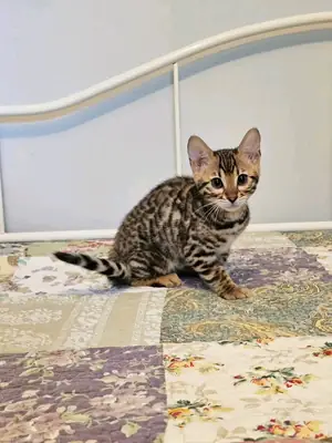 Бенгальские котята ищут новый дом.