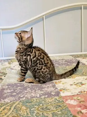 Adorable Bengal kittens available for rehoming.