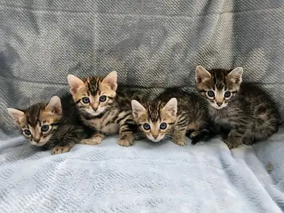 Male and female Bengal kittens available for rehoming.
