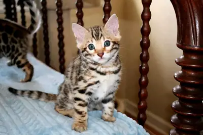 Bengal kittens available now