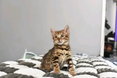 Two Bengal kittens available for rehoming.