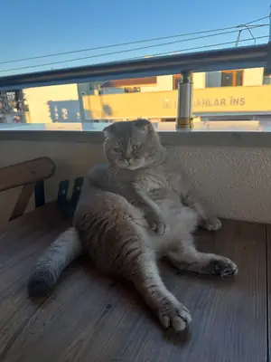 我们正在为我们的母猫杜曼寻找一个新家。