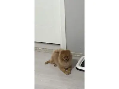 Ev içinde büyüyen turuncu Pomeranian erkek yavru