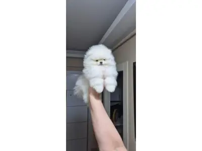 Sakin beyaz Pomeranian dişi ücretsiz sahiplendirilecektir