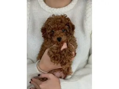 Uyumlu kahverengi Poodle erkek yeni yuva arıyor