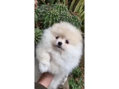 Ev yaşamına alışkın beyaz Pomeranian dişi