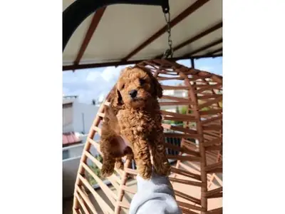 Evde yetişmiş kahverengi Toy Poodle erkek