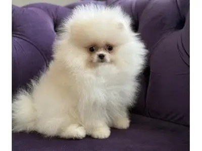 White Pomeranian male raised as part of the family