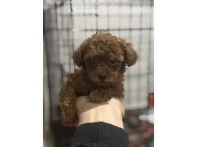 Brown Toy Poodle male with steady temperament