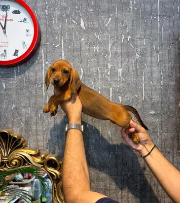 Cachorros de teckel (macho y hembra) en regalo