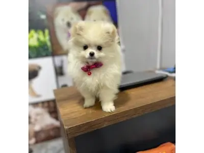 White adult Pomeranian female ready for a new home