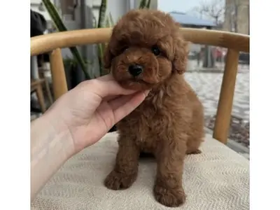 Brown Toy Poodle male with attentive temperament