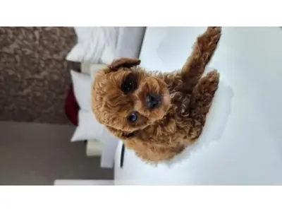 Brown Poodle female available for responsible adoption