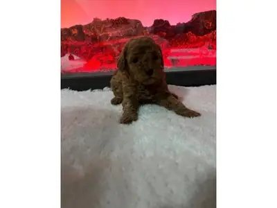 Brown adult Poodle male seeking long-term home