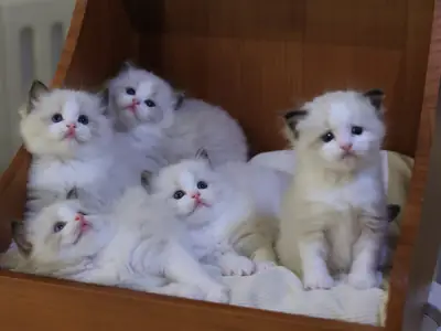 Adorable Ragdoll kittens available for rehoming.