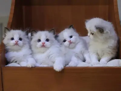 Playful Ragdoll kittens available for rehoming.