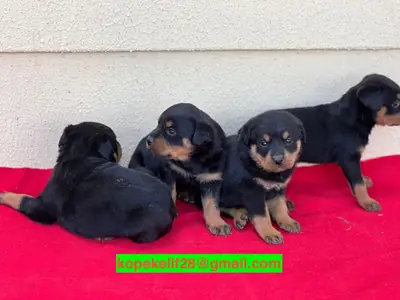 Erkek ve dişi Rottweiler yavruları hediye olarak verilir.