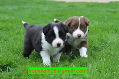 Se regalarán cachorros Border Collie machos y hembras.